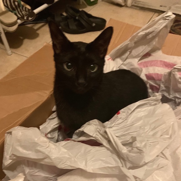 Meet your Posher, Michelle - Picture 1 of 1